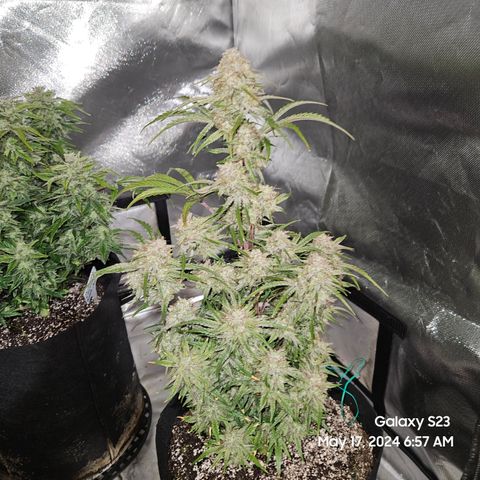 Humboldt Seeds Emerald Fire OG Auto growlog timeline photo