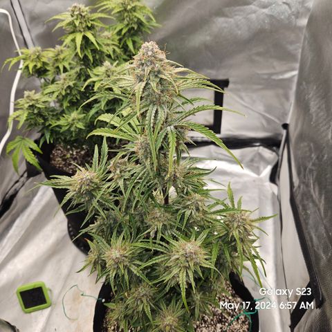 Humboldt Seeds Emerald Fire OG Auto growlog timeline photo