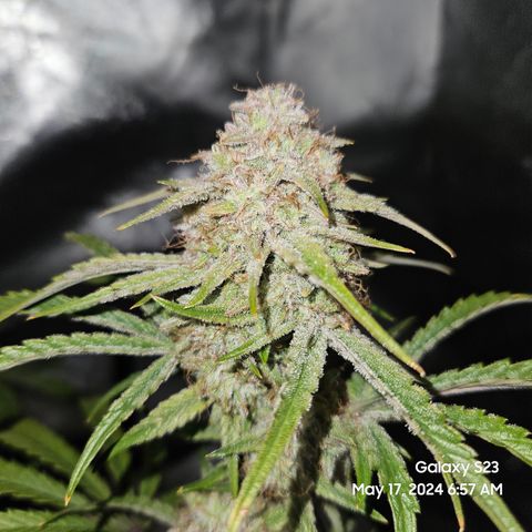 Humboldt Seeds Emerald Fire OG Auto growlog timeline photo