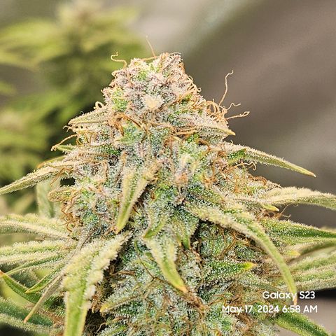 Humboldt Seeds Emerald Fire OG Auto growlog timeline photo