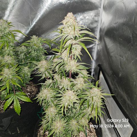 Humboldt Seeds Emerald Fire OG Auto growlog timeline photo