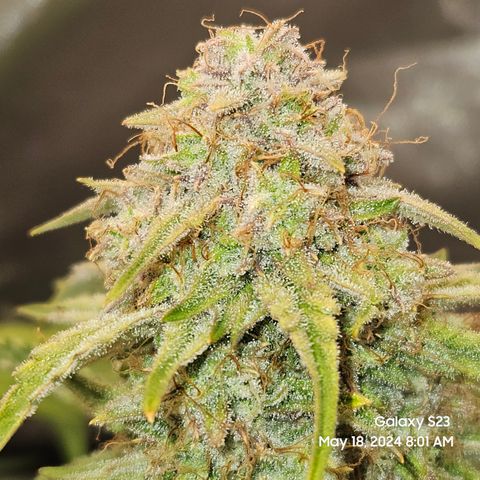 Humboldt Seeds Emerald Fire OG Auto growlog timeline photo