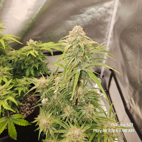 Humboldt Seeds Emerald Fire OG Auto growlog timeline photo