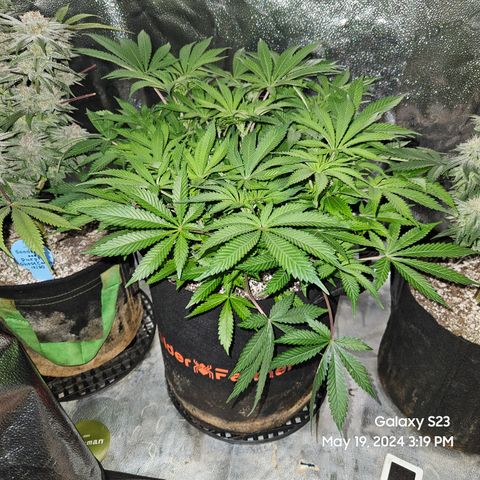 Seedsman Seeds Tangerine Snow F1 Fast growlog timeline photo