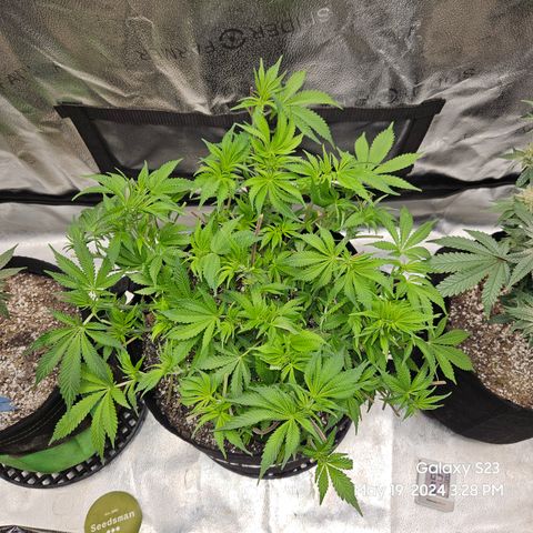 Seedsman Seeds Tangerine Snow F1 Fast growlog timeline photo