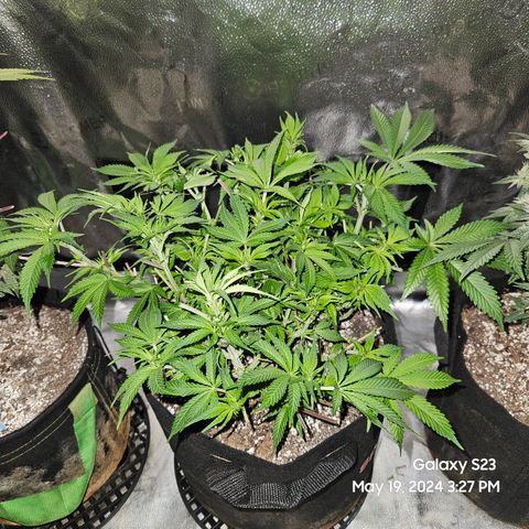 Seedsman Seeds Tangerine Snow F1 Fast growlog timeline photo