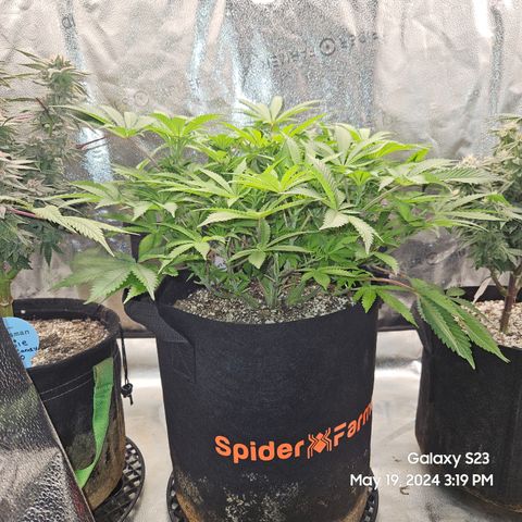 Seedsman Seeds Tangerine Snow F1 Fast growlog timeline photo