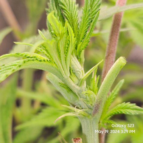 Seedsman Seeds Tangerine Snow F1 Fast growlog timeline photo