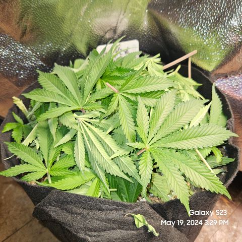 Seedsman Seeds Tangerine Snow F1 Fast growlog timeline photo