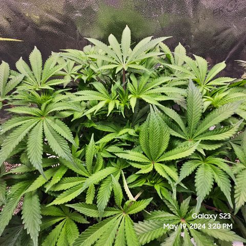Seedsman Seeds Tangerine Snow F1 Fast growlog timeline photo