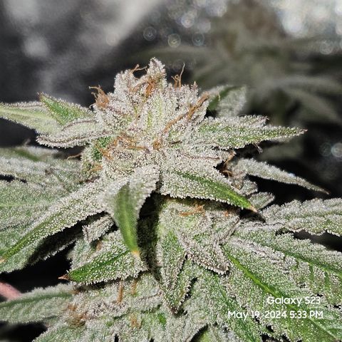 Purple Ghost Candy growlog timeline photo
