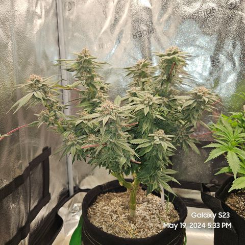 Purple Ghost Candy growlog timeline photo