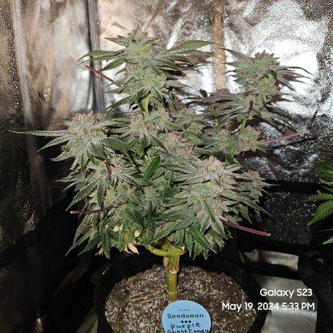 Purple Ghost Candy growlog timeline photo