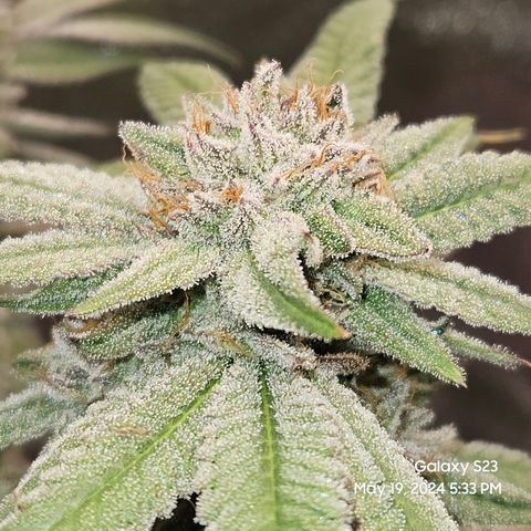 Purple Ghost Candy growlog timeline photo