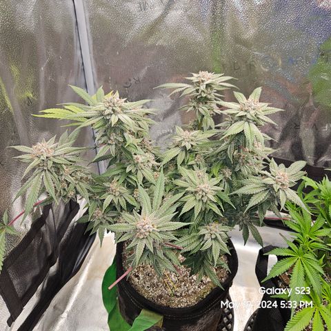 Purple Ghost Candy growlog timeline photo