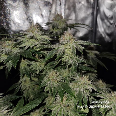 Sin City Seeds SinMintz ( Clone from Lindstrom Hydro Seed and Supply) growlog timeline photo
