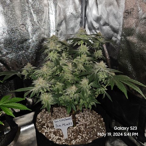 Sin City Seeds SinMintz ( Clone from Lindstrom Hydro Seed and Supply) growlog timeline photo