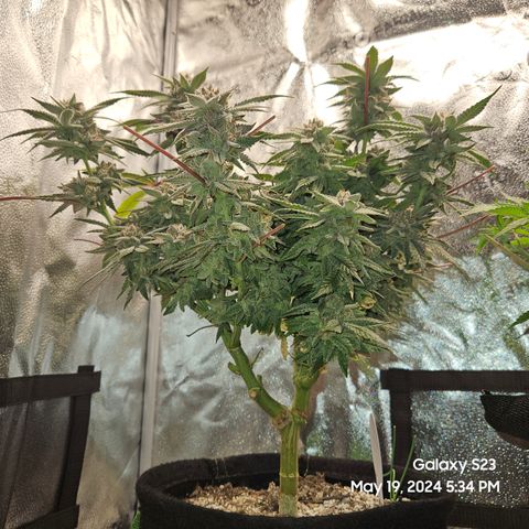 Sin City Seeds SinMintz ( Clone from Lindstrom Hydro Seed and Supply) growlog timeline photo