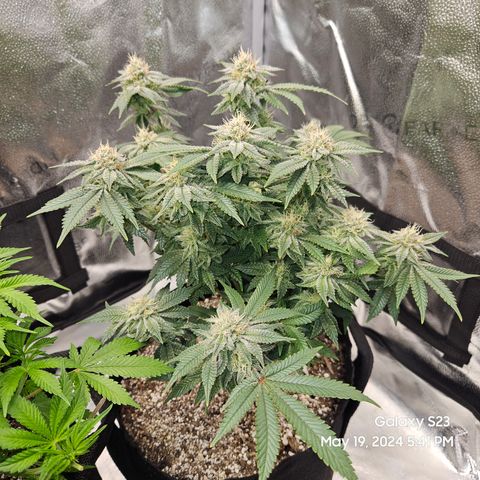 Sin City Seeds SinMintz ( Clone from Lindstrom Hydro Seed and Supply) growlog timeline photo