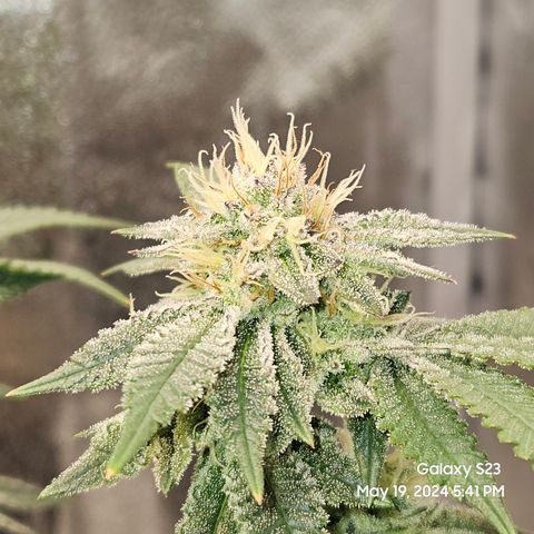 Sin City Seeds SinMintz ( Clone from Lindstrom Hydro Seed and Supply) growlog timeline photo