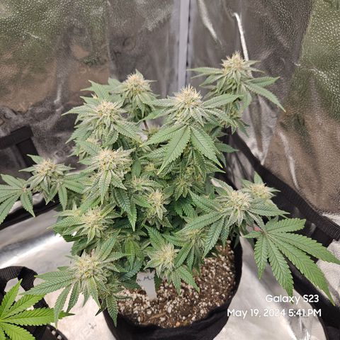 Sin City Seeds SinMintz ( Clone from Lindstrom Hydro Seed and Supply) growlog timeline photo