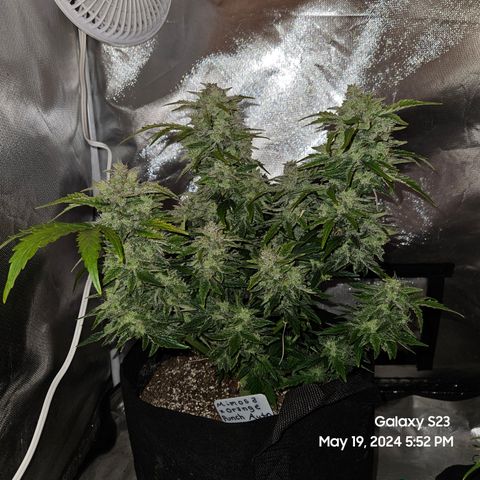 Mimosa x Orange Punch Auto growlog timeline photo