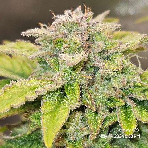 Mimosa x Orange Punch Auto growlog timeline photo