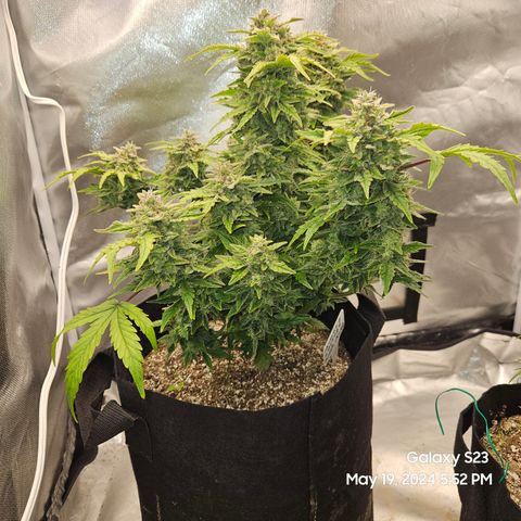 Mimosa x Orange Punch Auto growlog timeline photo