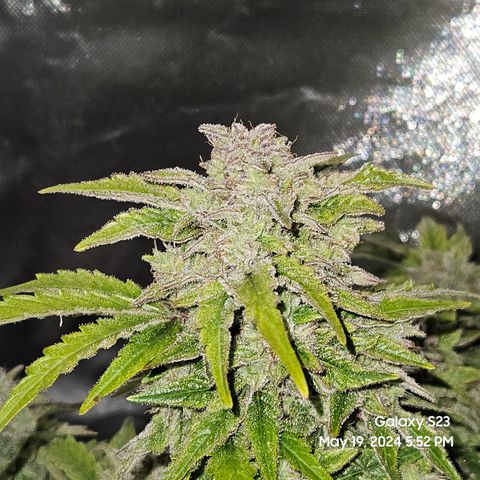 Mimosa x Orange Punch Auto growlog timeline photo