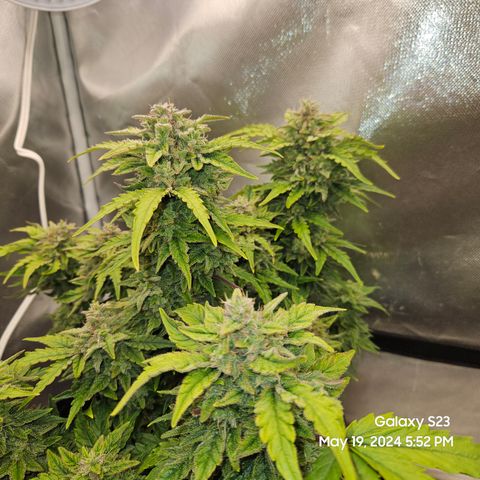 Mimosa x Orange Punch Auto growlog timeline photo