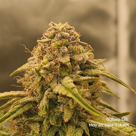 Humboldt Seeds Emerald Fire OG Auto growlog photo: Hopefully last time for water and nutes