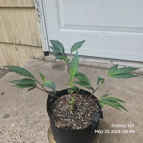 Purple Ghost Candy growlog timeline photo