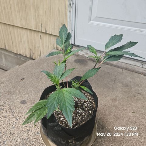 Purple Ghost Candy growlog timeline photo