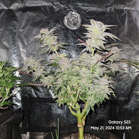 Purple Ghost Candy growlog timeline photo