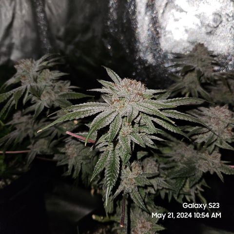 Purple Ghost Candy growlog timeline photo