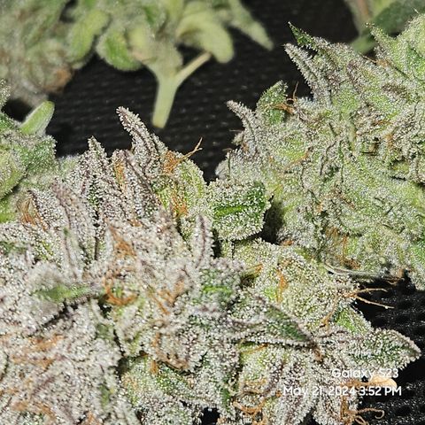 Purple Ghost Candy growlog timeline photo
