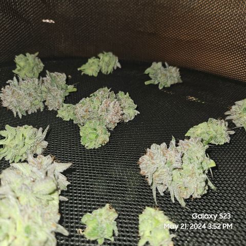 Purple Ghost Candy growlog timeline photo