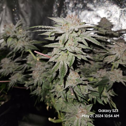 Purple Ghost Candy growlog timeline photo