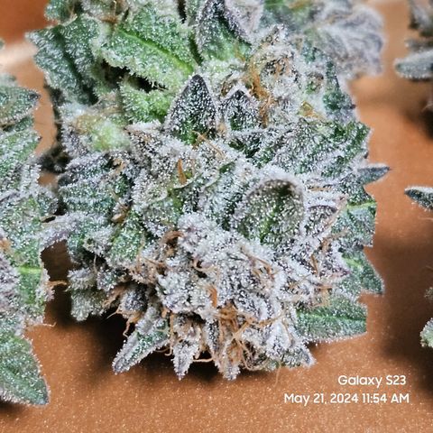 Purple Ghost Candy growlog timeline photo