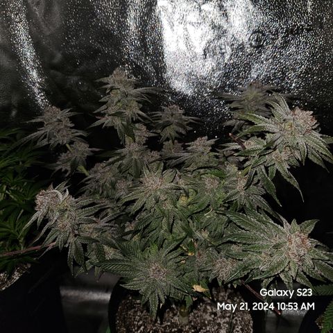 Purple Ghost Candy growlog timeline photo