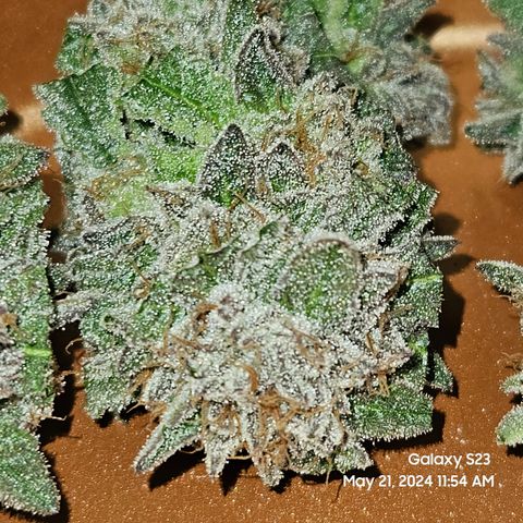 Purple Ghost Candy growlog timeline photo