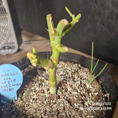 Purple Ghost Candy growlog timeline photo