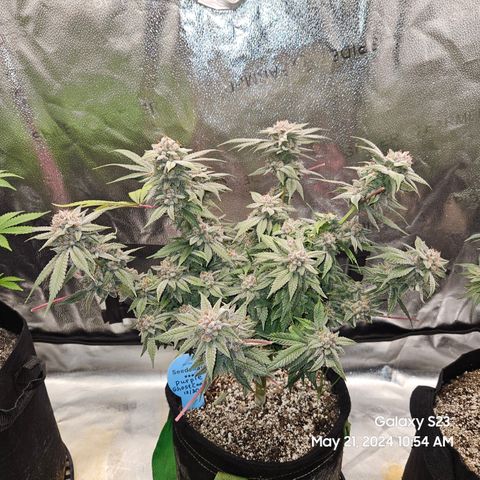 Purple Ghost Candy growlog timeline photo