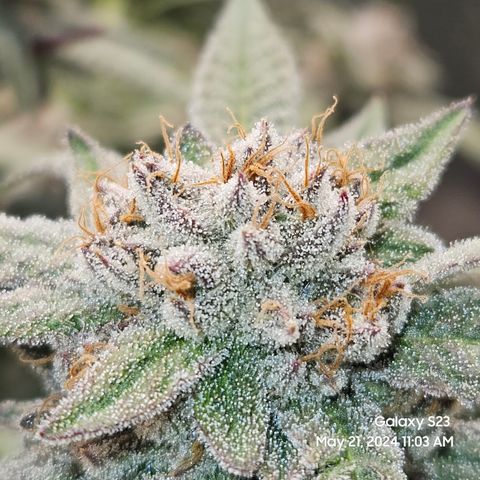 Purple Ghost Candy growlog timeline photo