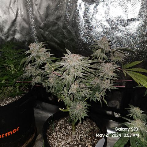 Purple Ghost Candy growlog timeline photo
