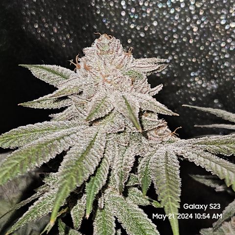 Purple Ghost Candy growlog timeline photo