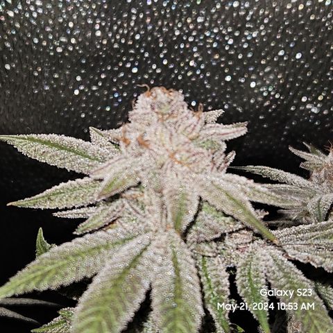 Purple Ghost Candy growlog timeline photo