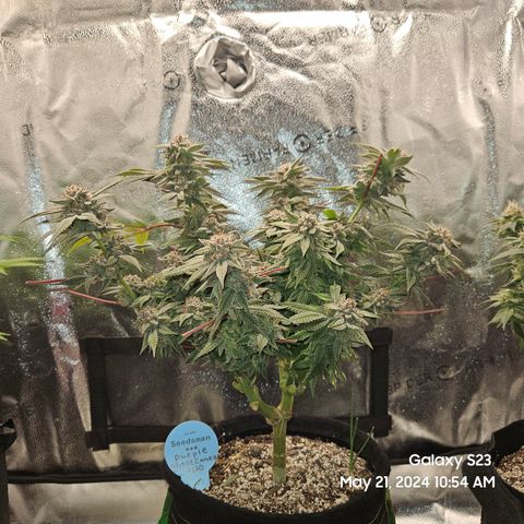 Purple Ghost Candy growlog timeline photo