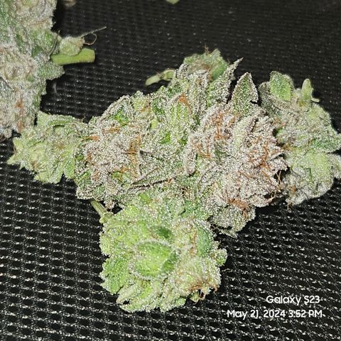 Purple Ghost Candy growlog timeline photo