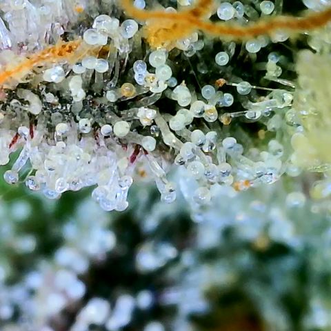 Purple Ghost Candy growlog timeline photo